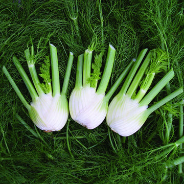 Fennel Seeds – Sweet Florence