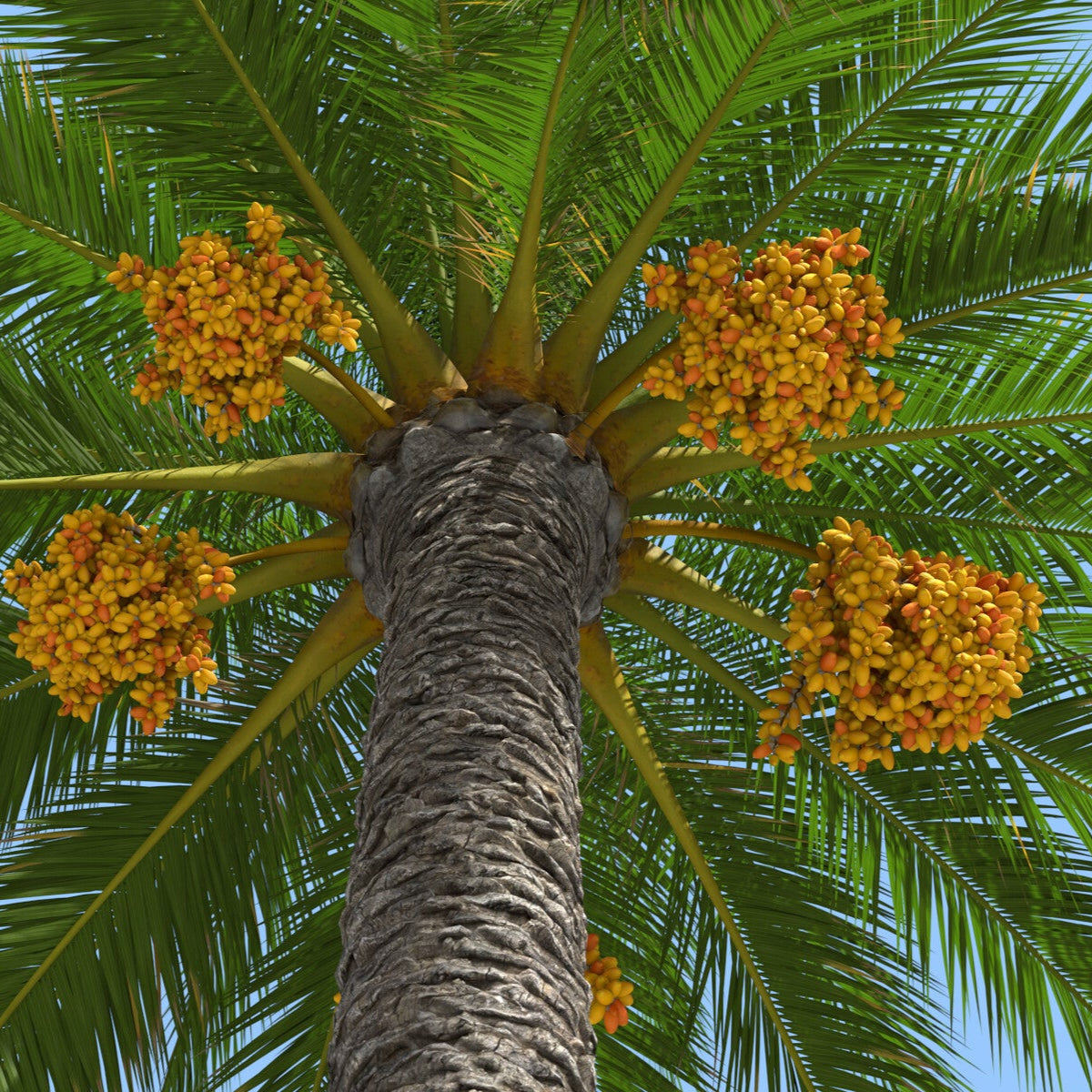 Phoenix Canariensis Palm Seeds