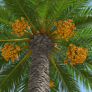 Phoenix Canariensis Palm Seeds