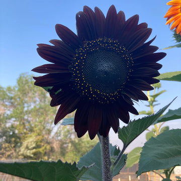 Sunflower Seeds – Black