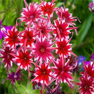 Phlox Seeds – Red and White Cutting