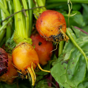 Beet Seeds – Orange