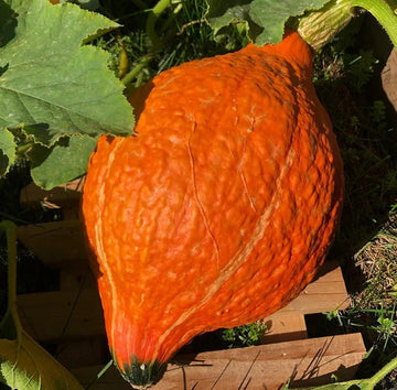 Hubbard Golden Seeds – Winter Squash