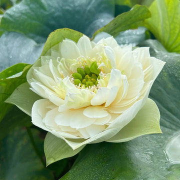 Lotus Seeds -  Exotic Collector’s