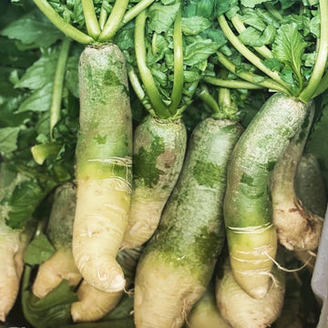 Radish Seeds – Green