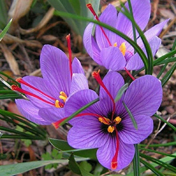 Saffron Seeds – Crocus Sativus