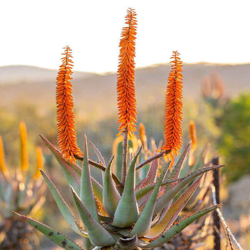 Aloe Ferox Seeds