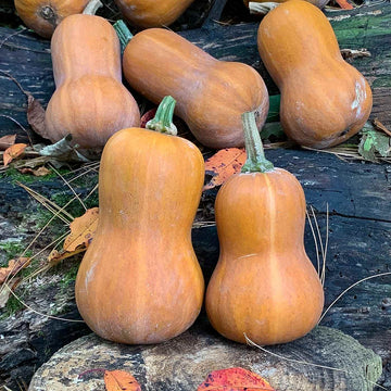 Orange Honeynut Seeds - Small Winter Squash