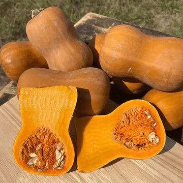 Orange Honeynut Seeds - Small Winter Squash