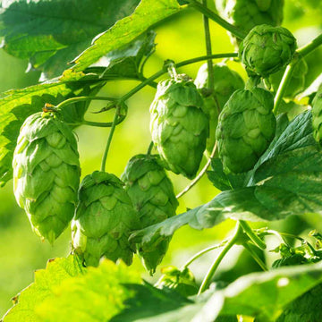 Hops Seeds – Common
