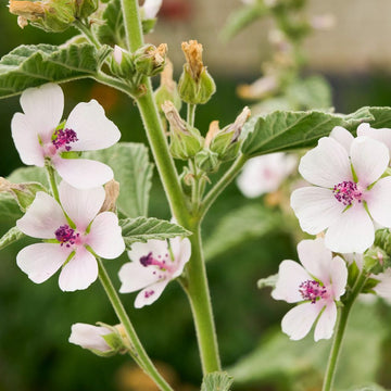 Marsh Mallow Seeds – Medicinal