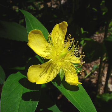 Hypericum Seeds – Ascyron