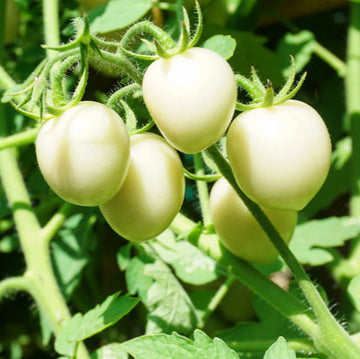 Tomato Seeds – White Wonder Organic Heirloom