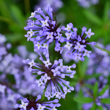 Woodruff Seeds – Blue Surprise