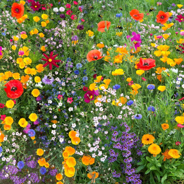 Wildflower Seeds - Deer Resistant Mix