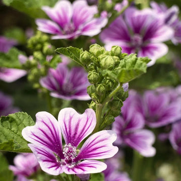 High Mallow Seeds – Tall Blooming