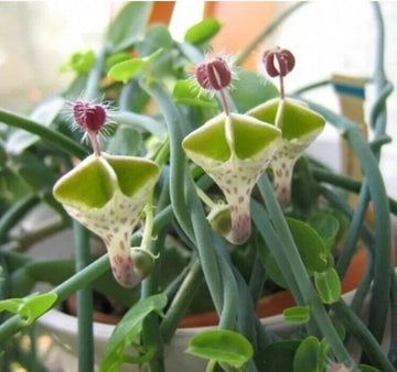 Ceropegia Seeds