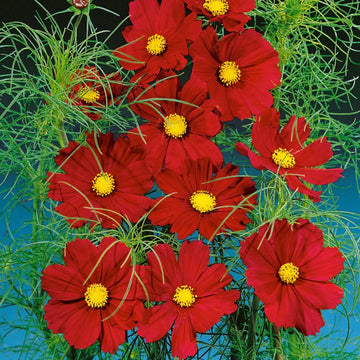 Cosmos Seeds – Bipinnatus Dazzler