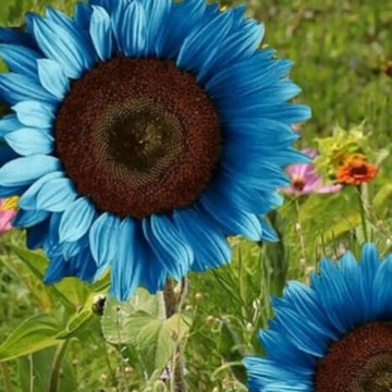 Sunflower Seeds – Blue