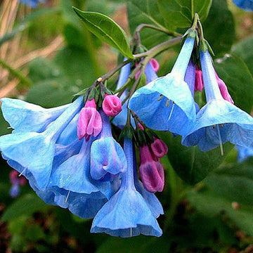 Mertensia Virginica Seeds – Virginia Bluebells