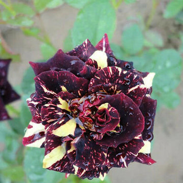 Exotic Black Dragon Rose Flower Seeds