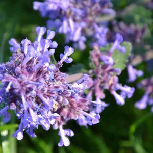 Catmint Seeds – Blue
