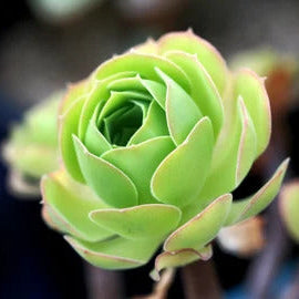 Green Aeonium Seeds – Greenovia