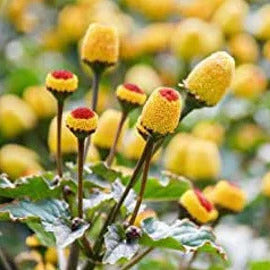Toothache Plant Seeds – Eyeball