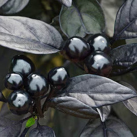 Ornamental Pepper Seeds – Black Hawk Exotic Bonsai