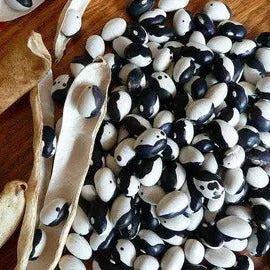 Black & White Trout Bean Seeds – Heirloom