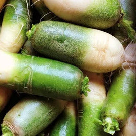 Radish Seeds – Green