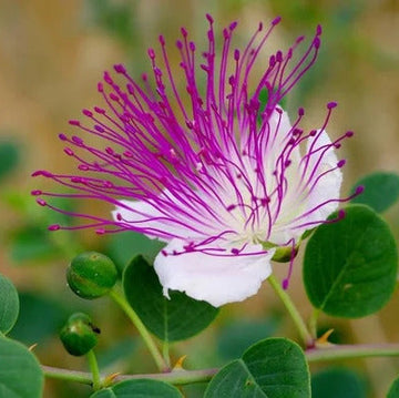 Caper Seeds Seeds – Flinders Rose
