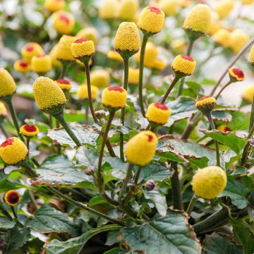 Toothache Plant Seeds – Eyeball