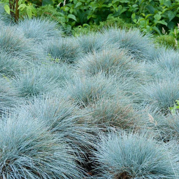 Blue Fescue Seeds