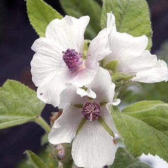 Marshmallow Seeds – White Althaea officinalis