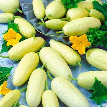 Cucumber Seeds – Thick Yellow
