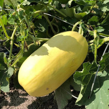 Spaghetti Squash Seeds