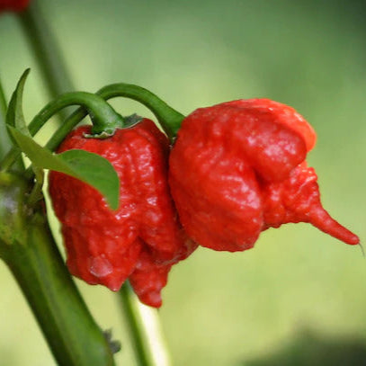 Pepper Seeds – Hurt Berry