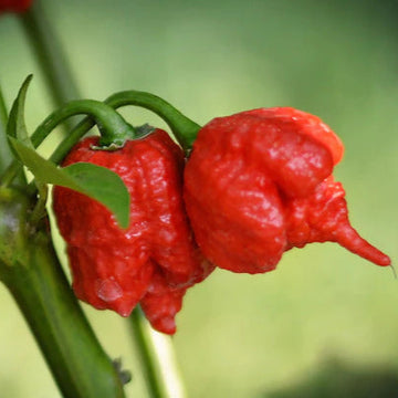 Pepper Seeds – Hurt Berry