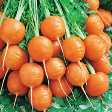 Carrot Seeds – Premium Parisian
