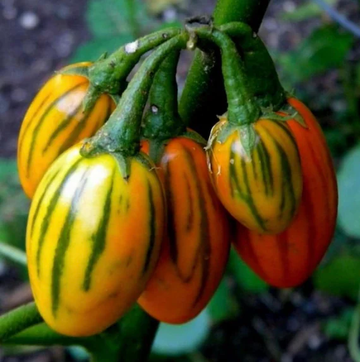 Udumalpet Eggplant Seeds