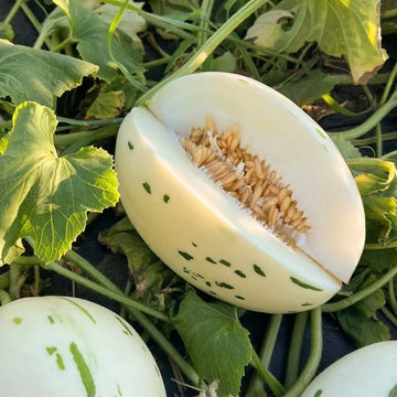 Melon Seeds – White Leopard