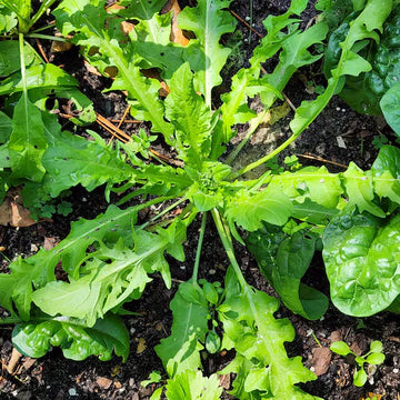 Shepherd’s Purse Seeds – Ji Cai