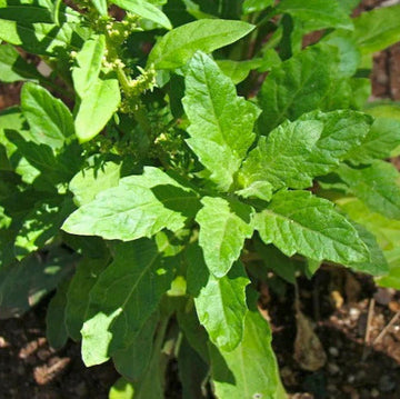 Epazote Seeds – Herbaceous