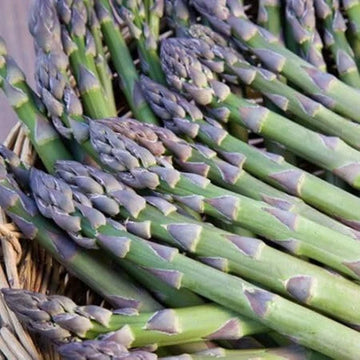 Asparagus Seeds – Purple
