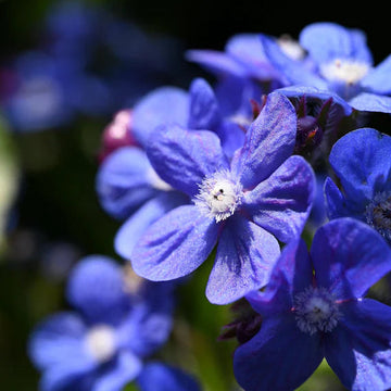 Anchusa Officinalis Seeds
