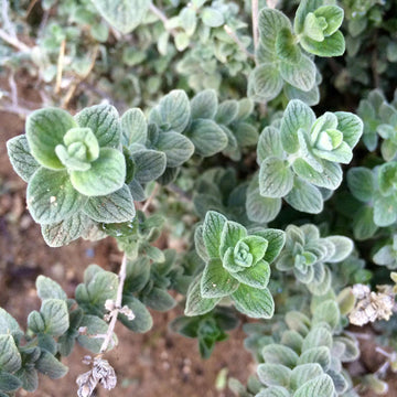 Oregano Seeds – Wild Zaatar