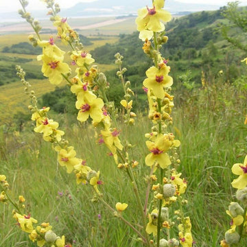 Mullein Seeds – Moth