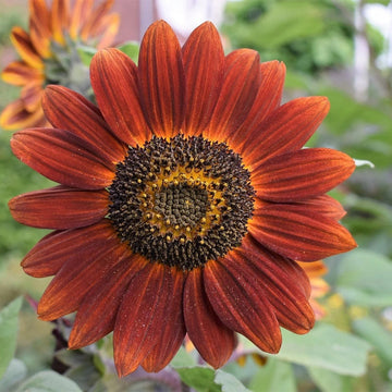Sunflower Seeds – Brown