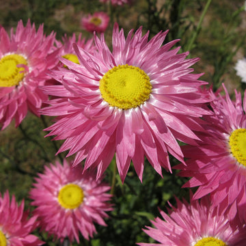 Rhodanthe Chlorocephala Rosea Seeds – Everlasting Daisy
